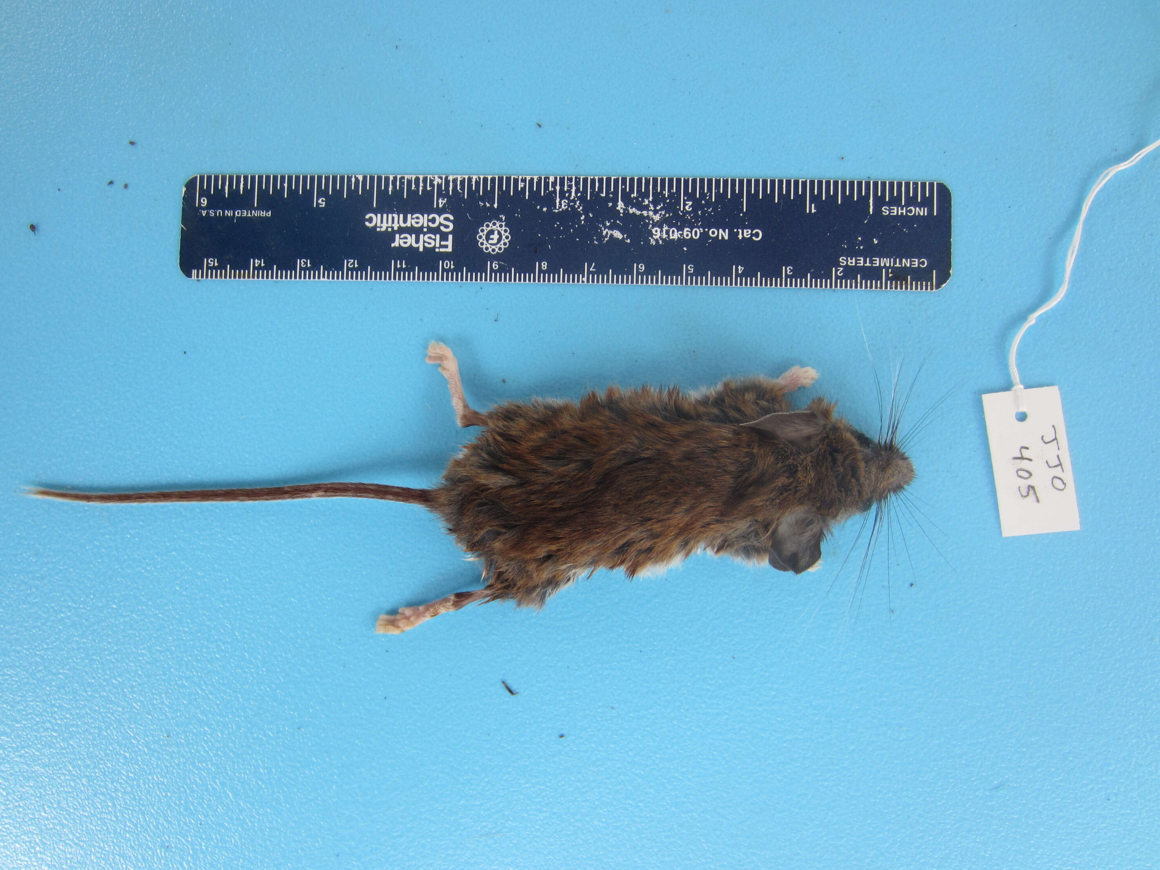 Image of Deer Mouse