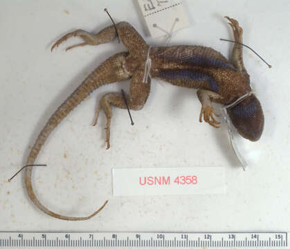 Imagem de Sceloporus occidentalis longipes Baird 1858