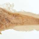 Image of Chinese snailfish