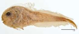 Image of Chinese snailfish