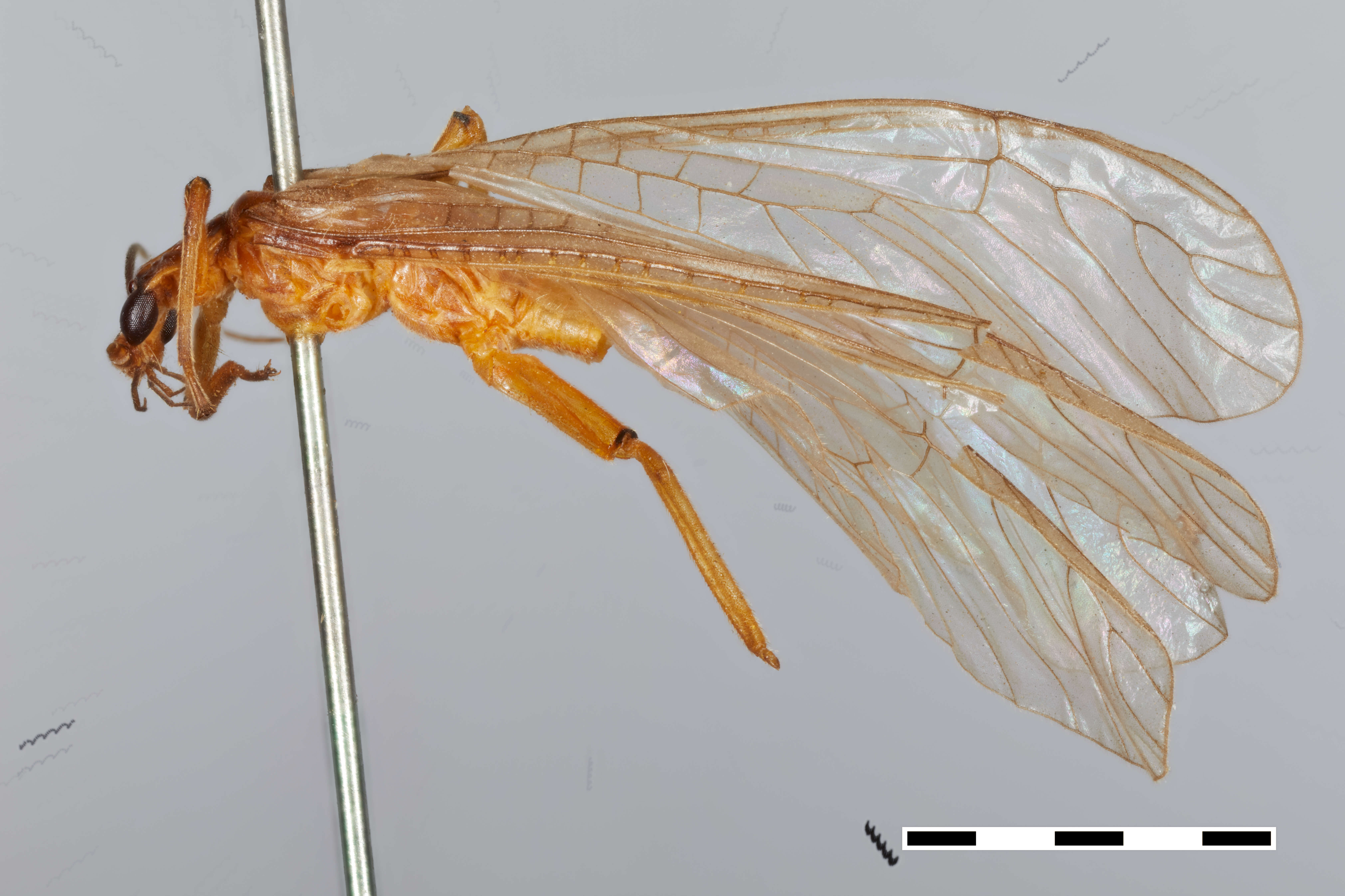 Imagem de Anacroneuria saltensis Froehlich 2002
