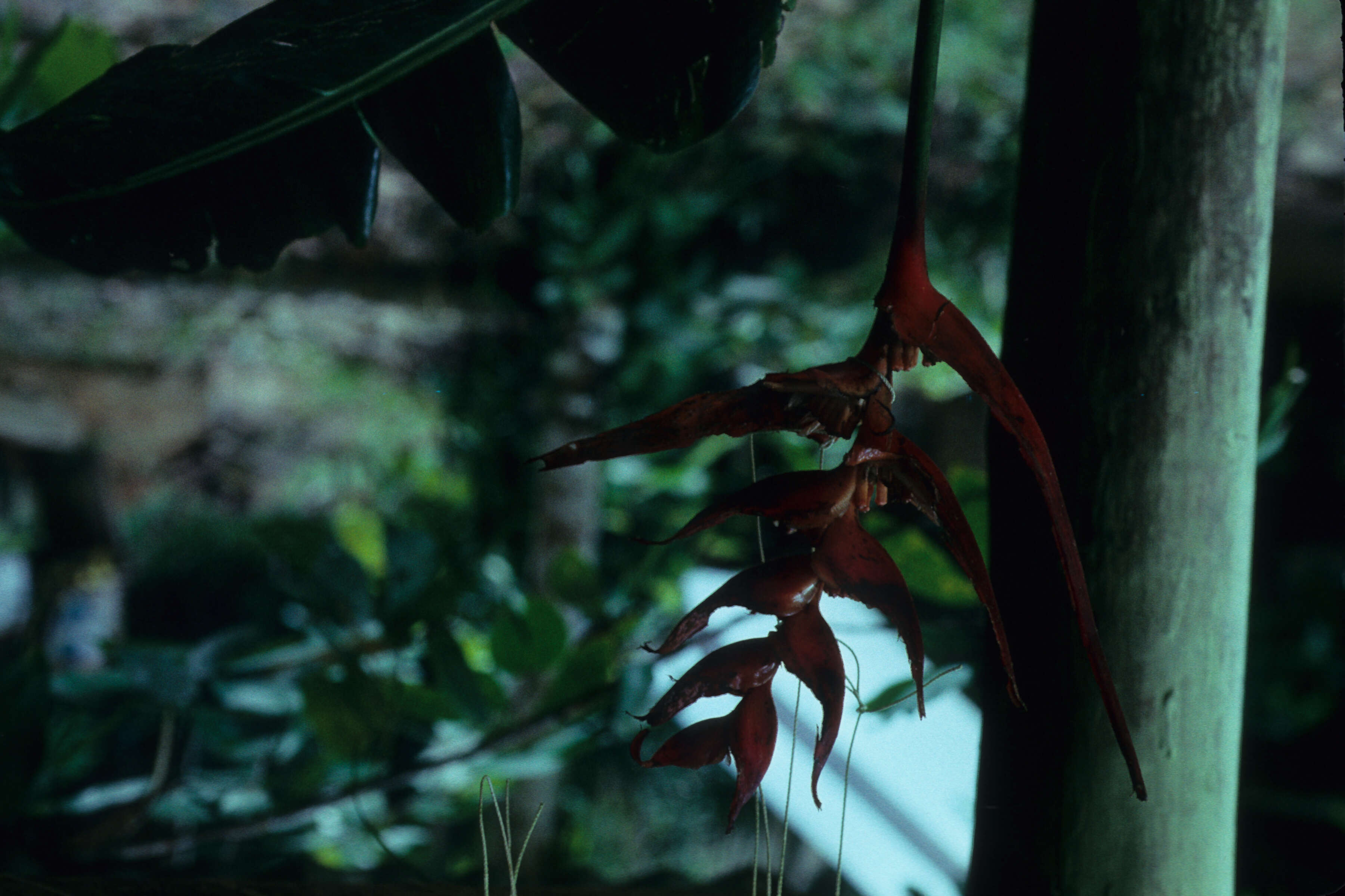 صورة Heliconia densiflora Verl.