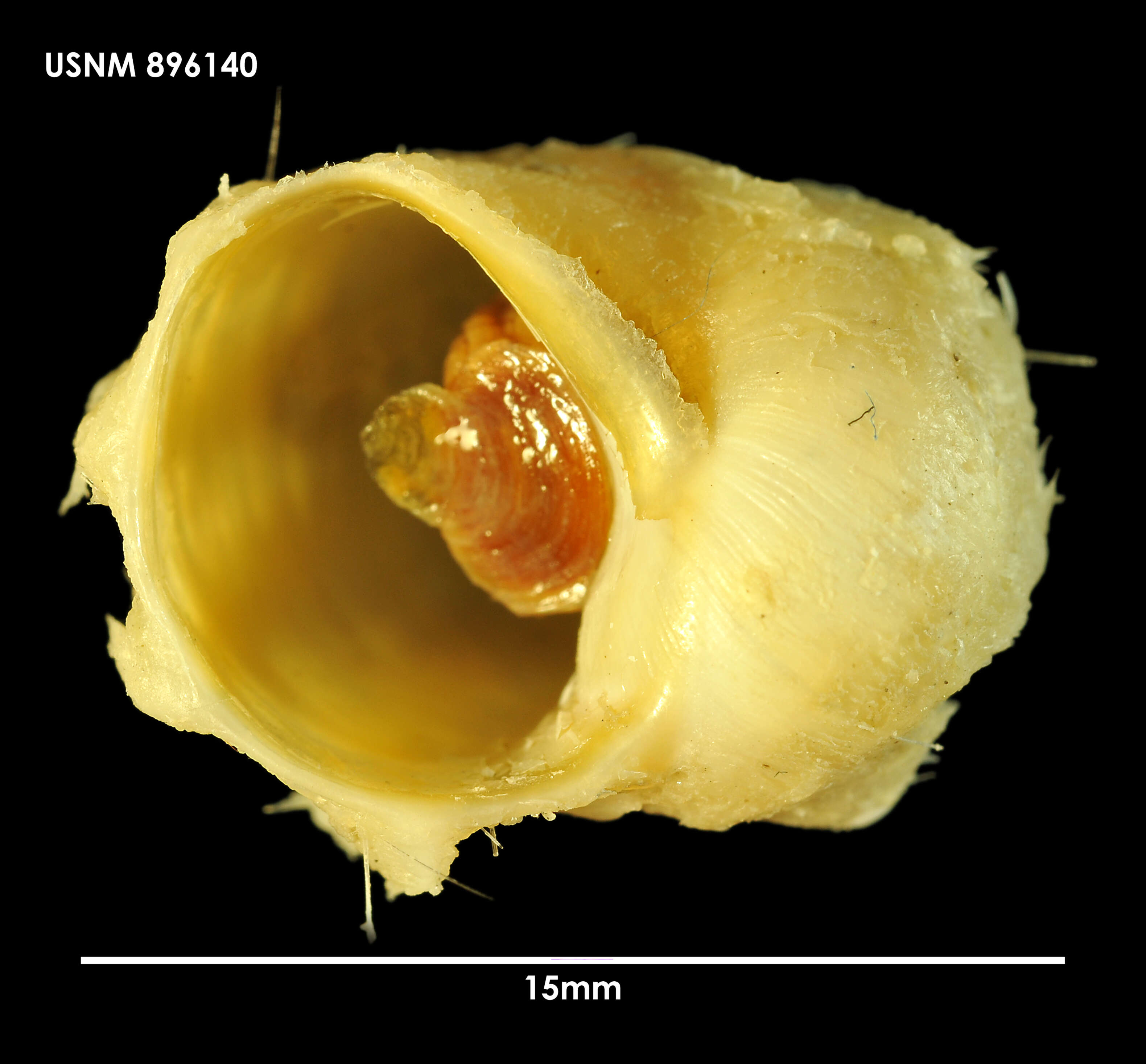 صورة Torellia insignis (E. A. Smith 1915)