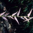 Image of Heliconia penduloides Loes.