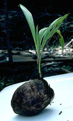 Image of coconut palm