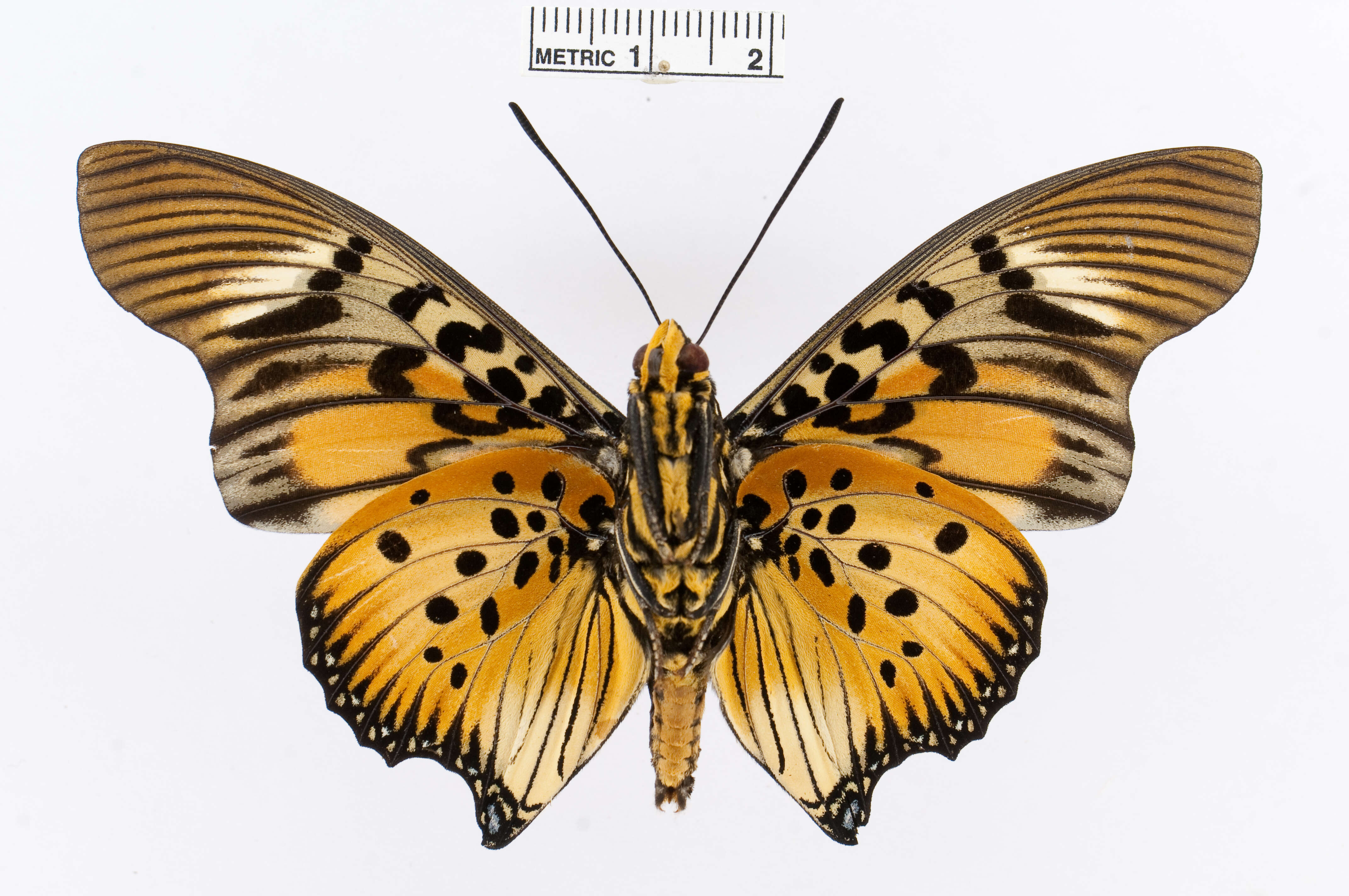 Image of Charaxes acraeoides Druce 1908
