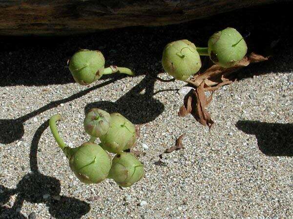 Image of Brazilian bayhops