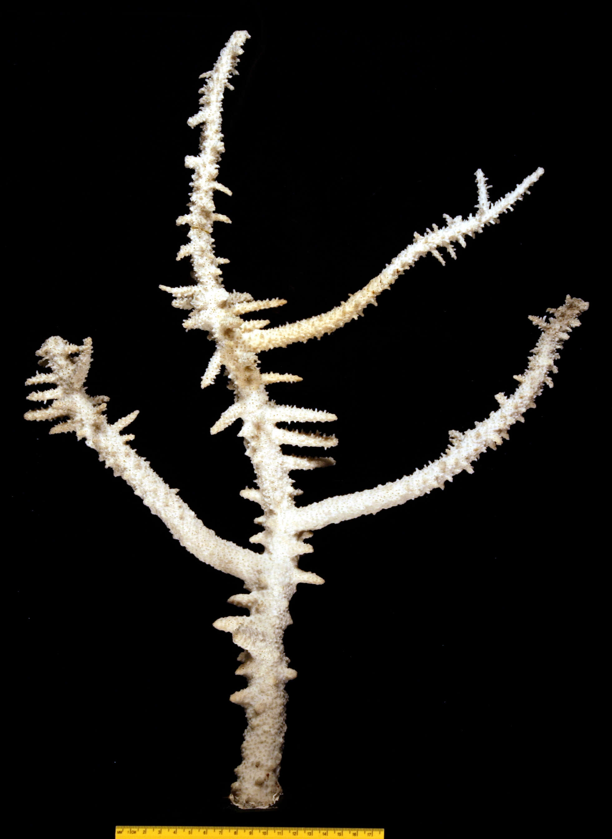 Image of Staghorn coral