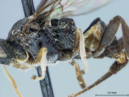 Image of Microplitis Förster 1862