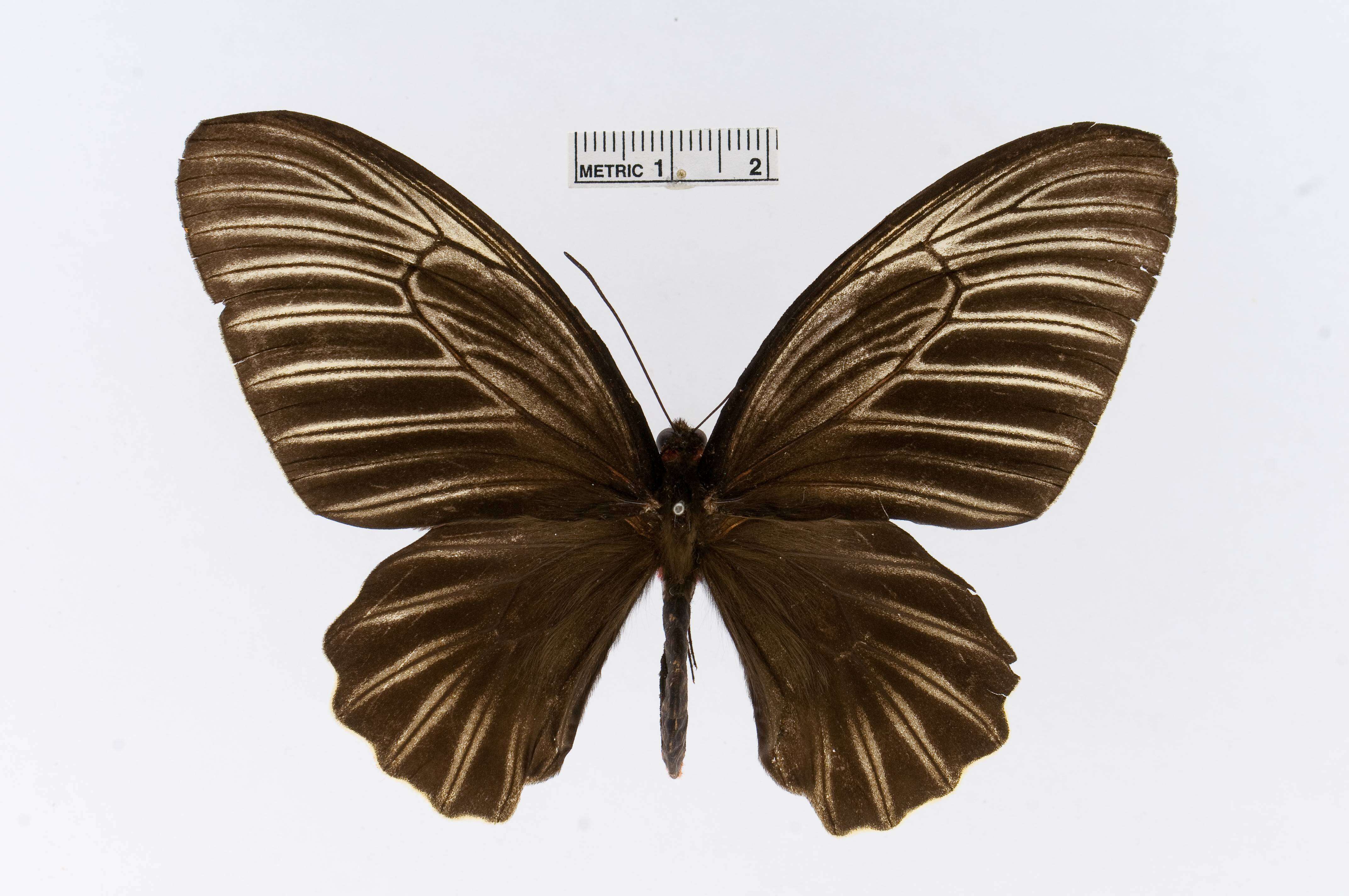 Image of Atrophaneura nox (Swainson 1822)