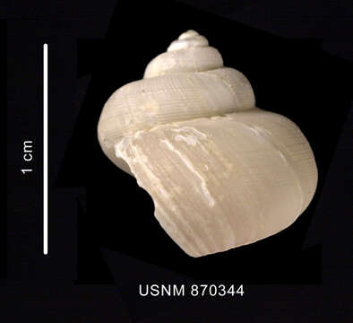 Image of Trochidae