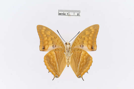 Image of Charaxes macclounii Butler 1895