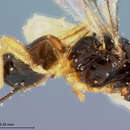 Image of Synaldis megaseliae Fischer 1967