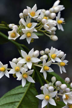 Image of Solanum L.