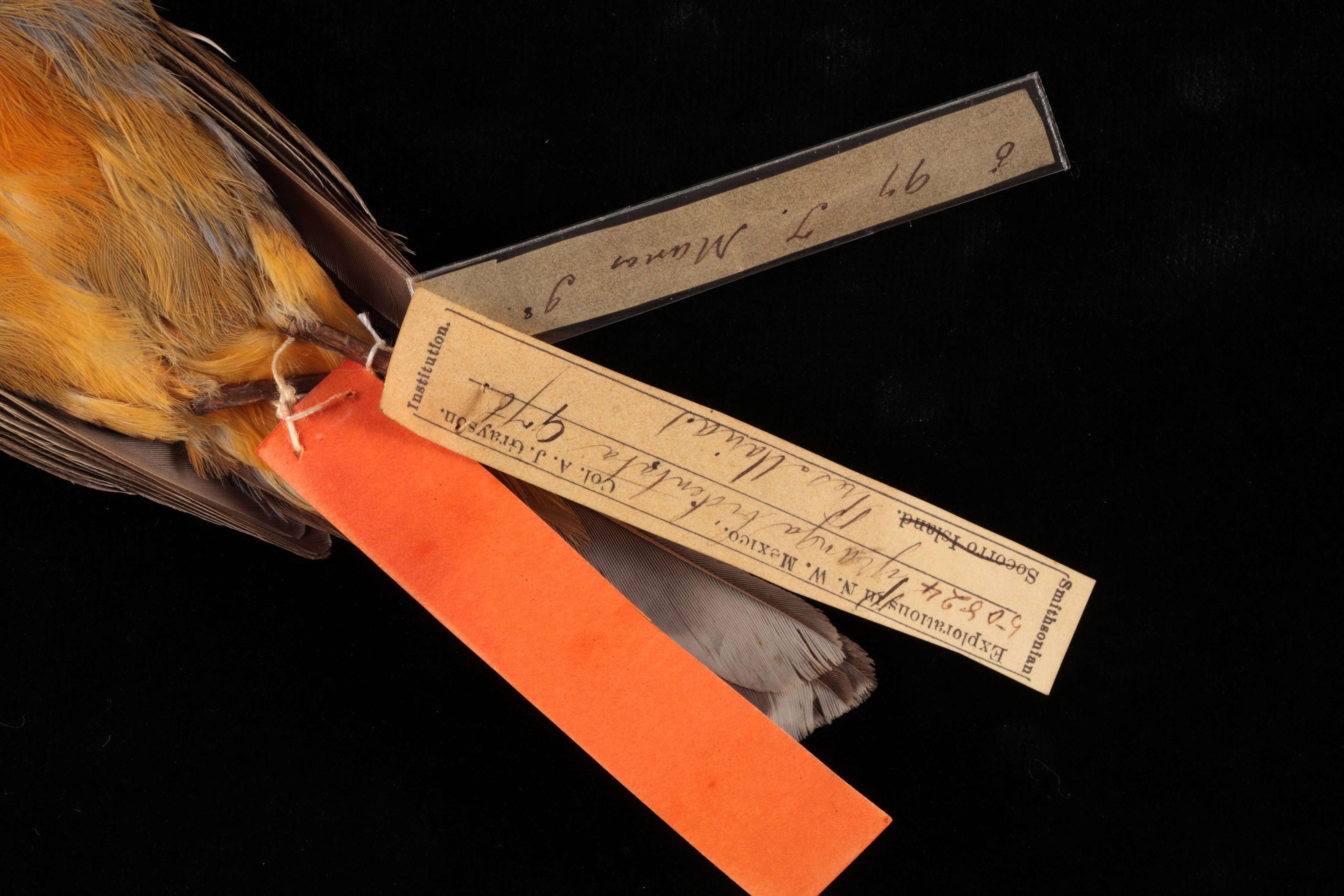 Image of Piranga bidentata flammea Ridgway 1887
