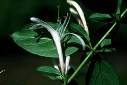 Image of Japanese honeysuckle