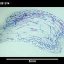 Image of Alcyonidium scolecoideum Porter & Hayward 2004