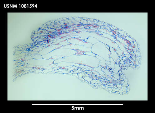 Image of Alcyonidium scolecoideum Porter & Hayward 2004