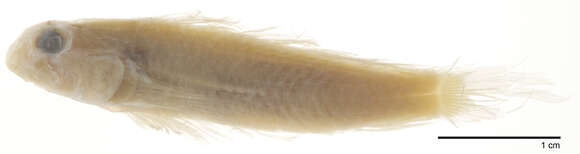 صورة Gnatholepis cauerensis (Bleeker 1853)