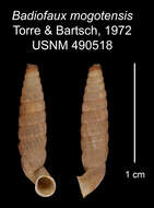 Image of Badiofaux mogotensis C. Torre & Bartsch 1972