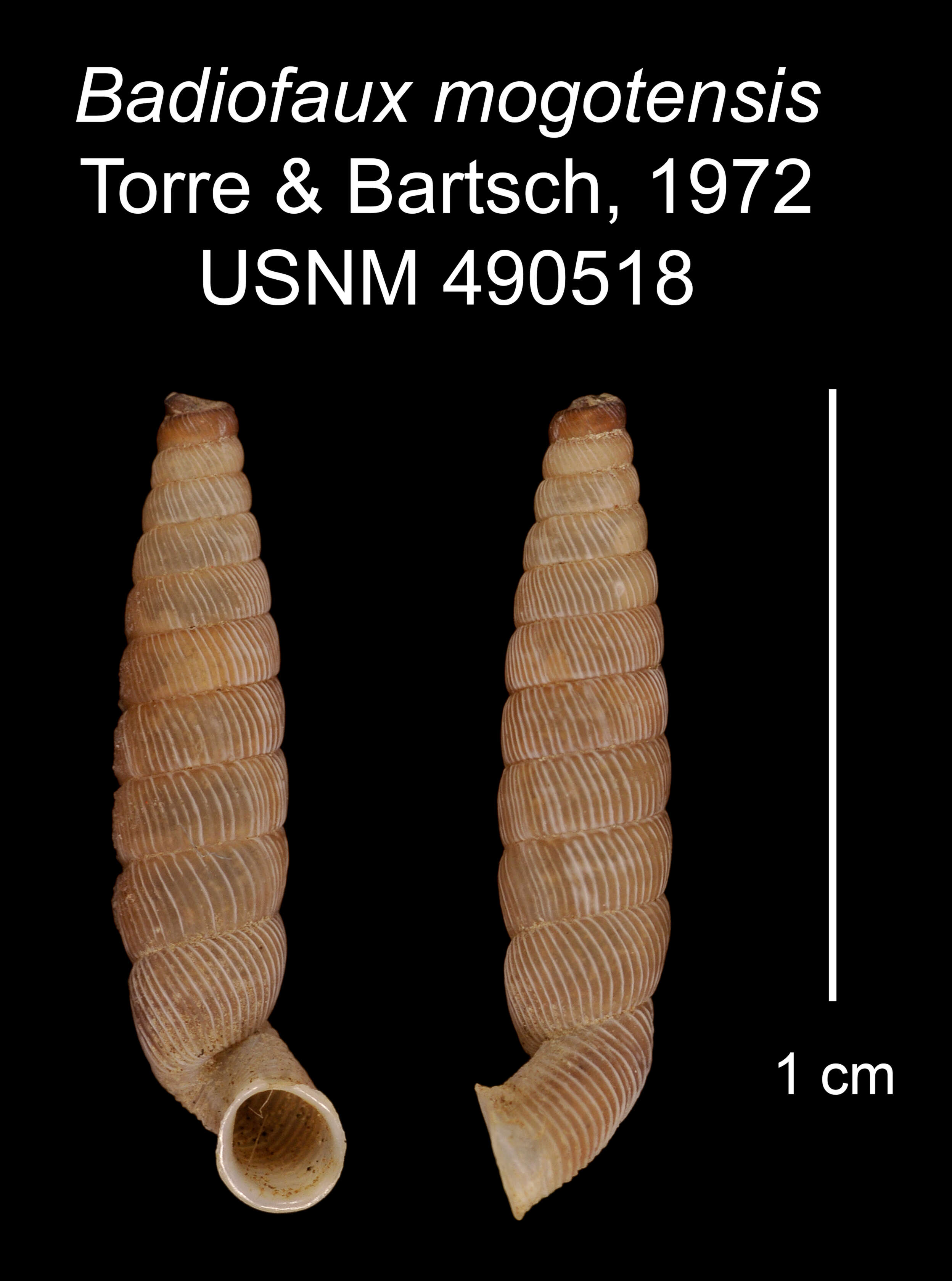 Image of Badiofaux mogotensis C. Torre & Bartsch 1972