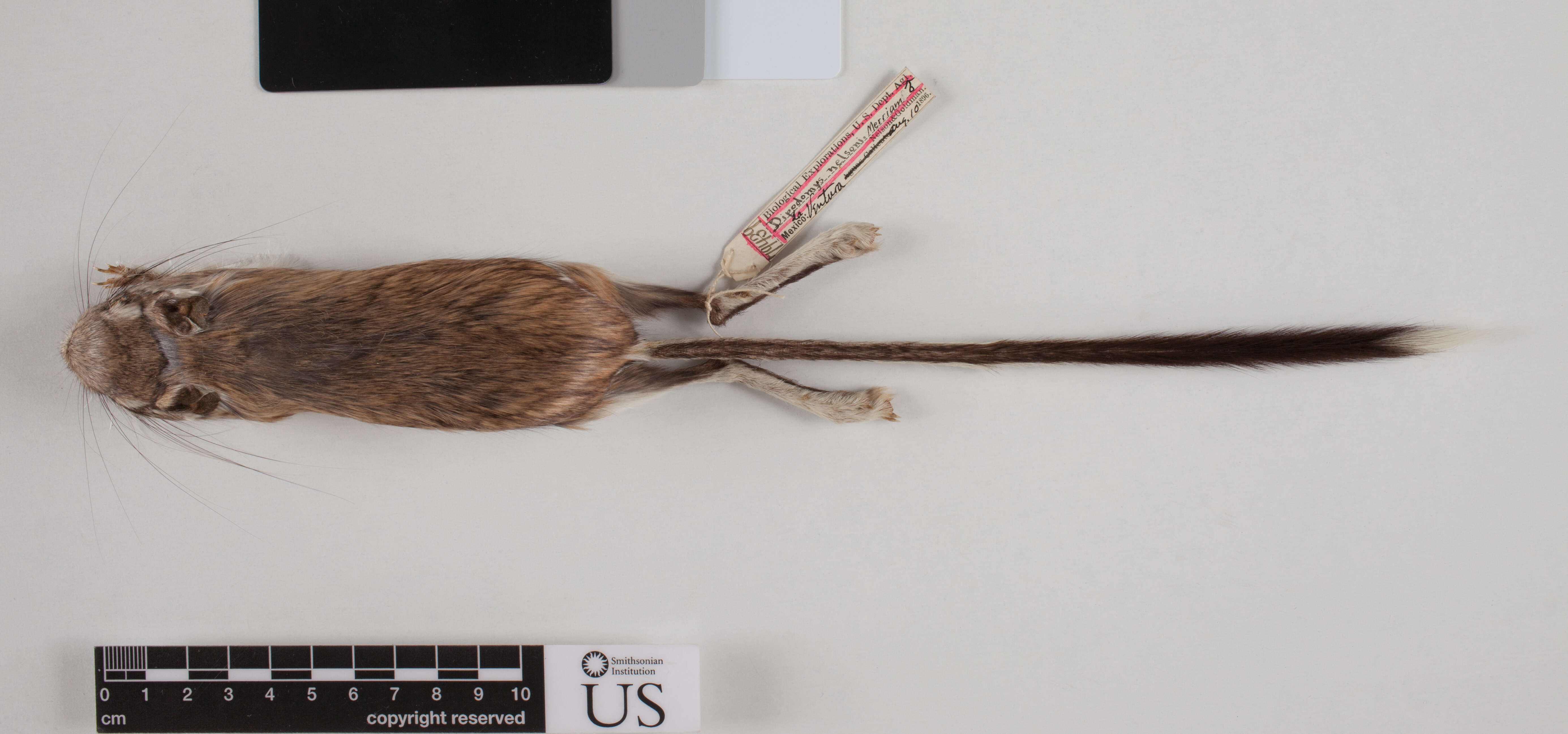 Image of Nelson's Kangaroo Rat
