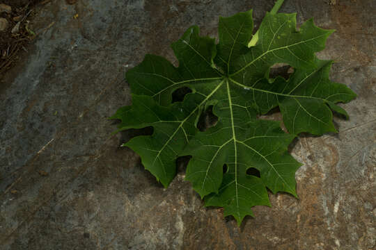 Image of Cnidoscolus tubulosus (Müll. Arg.) I. M. Johnst.