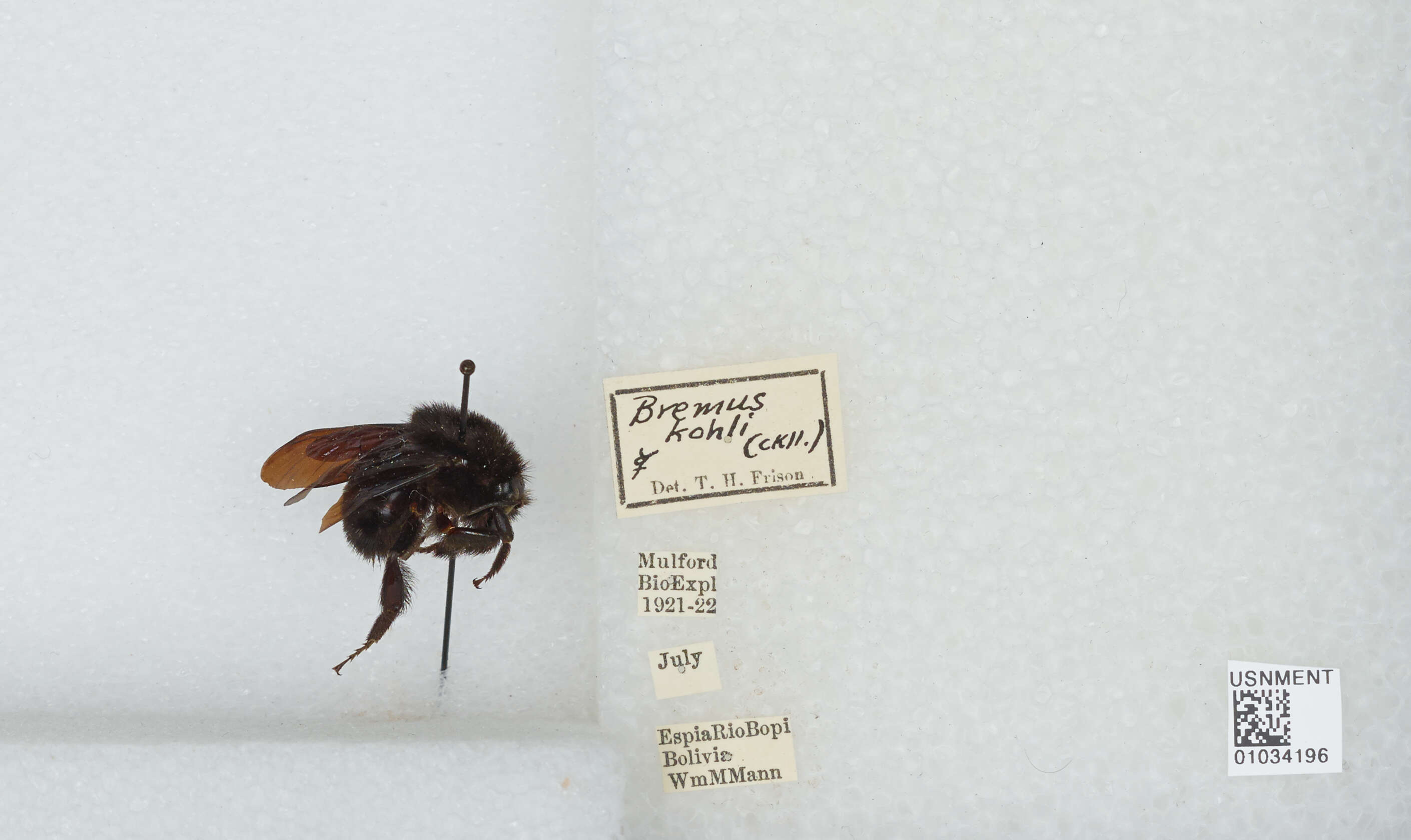 Image of Bombus morio (Swederus 1787)