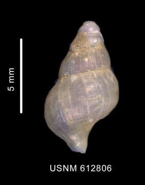 Probuccinum tenerum (E. A. Smith 1907) resmi