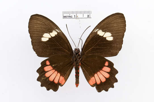 Image of Parides iphidamas (Fabricius 1793)