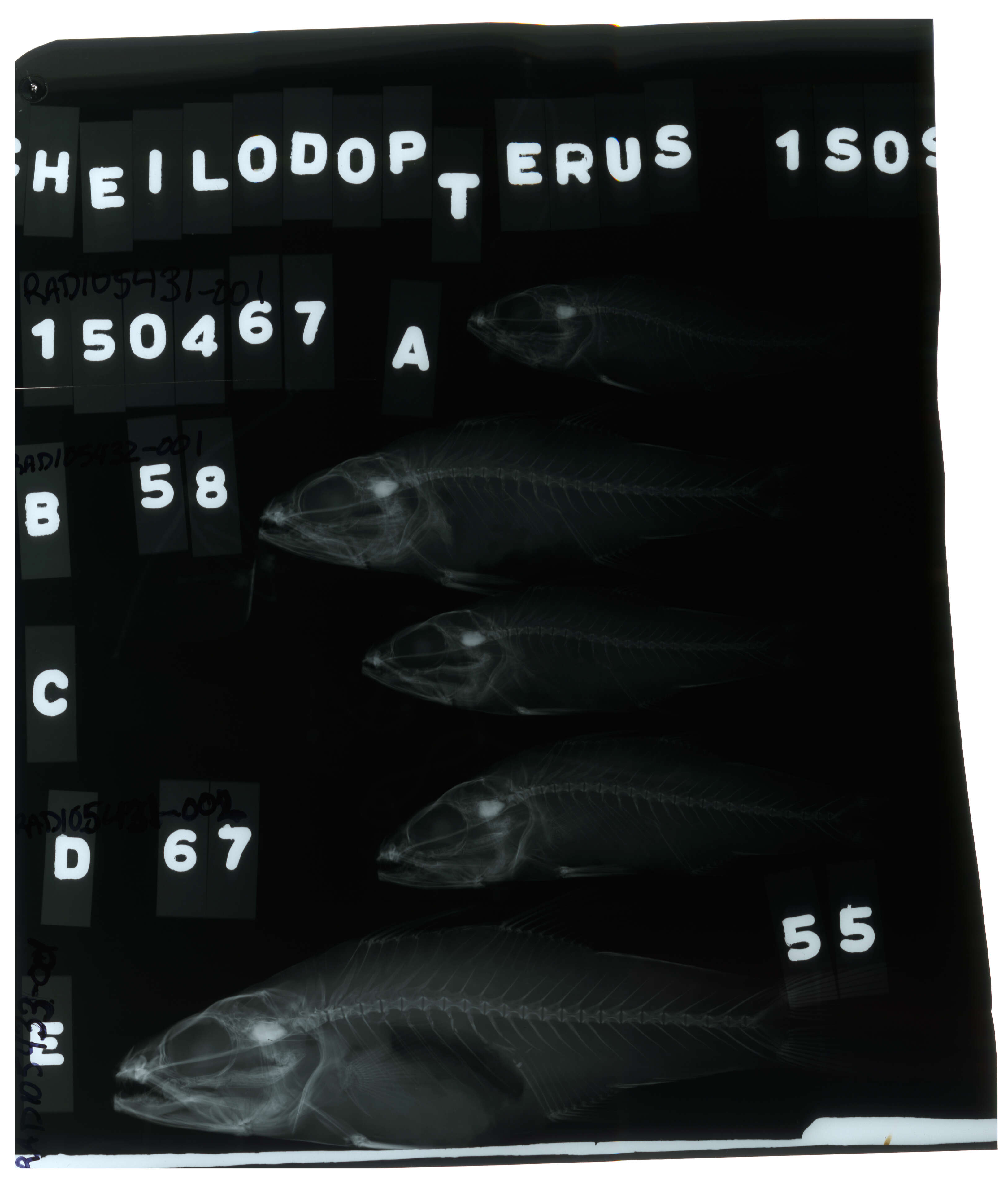 Image of Toothy cardinalfish