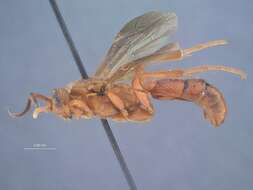 Image of Ichneumon koebelei Swezey