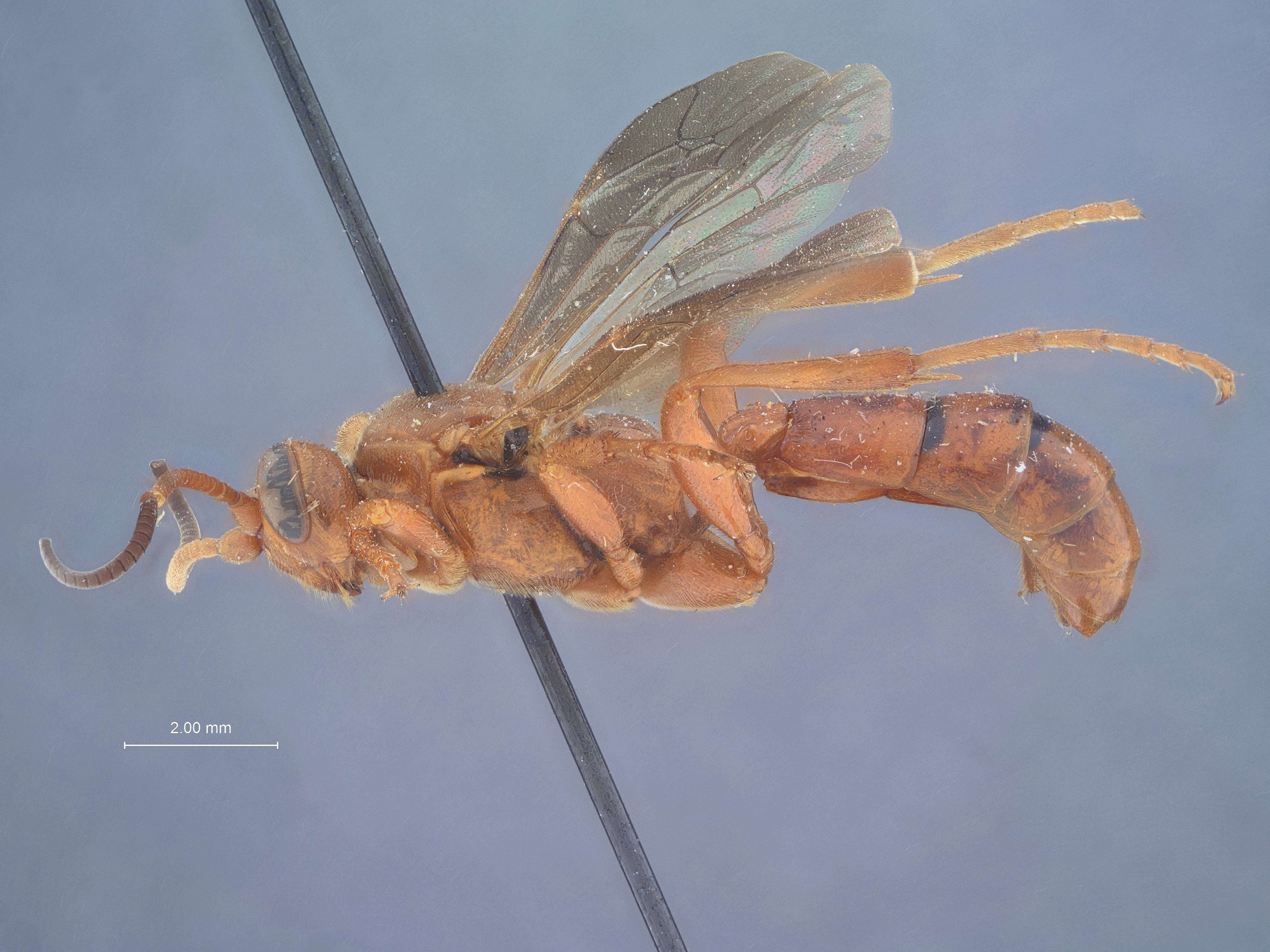 Image of Ichneumon koebelei Swezey