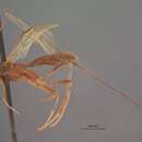 Image of Macrocentrus cerasivoranae Viereck 1912