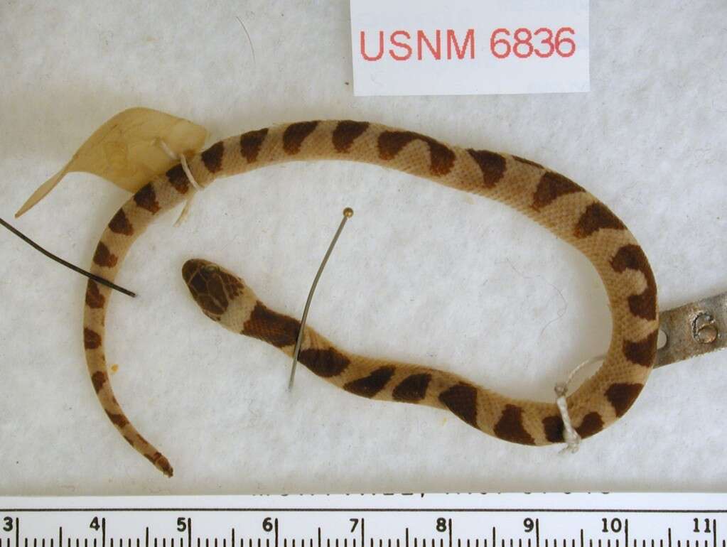 Image of Southwestern Cat-eyed Snake