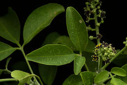 Image of Esenbeckia berlandieri subsp. litoralis (Donnell-Smith) Kaastra