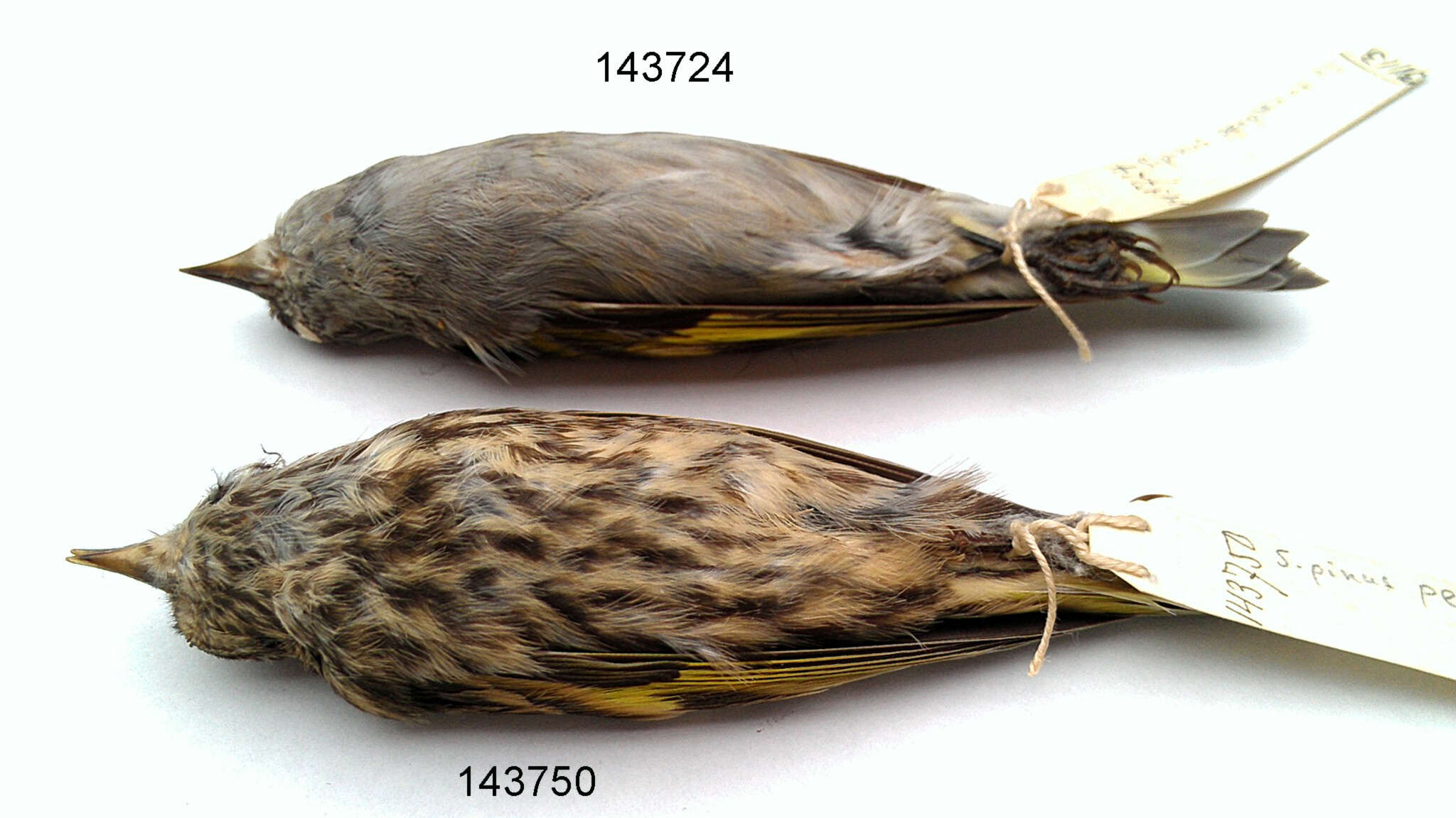 Image of Carduelis pinus perplexa (van Rossem 1938)