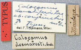 Calocomus resmi