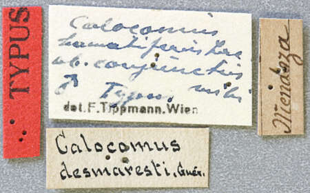 Calocomus resmi