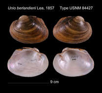 Image of Unio berlandierii I. Lea 1857