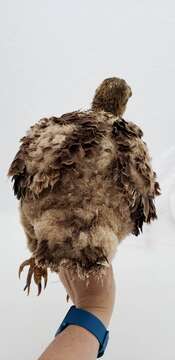 Image of Bald Eagle