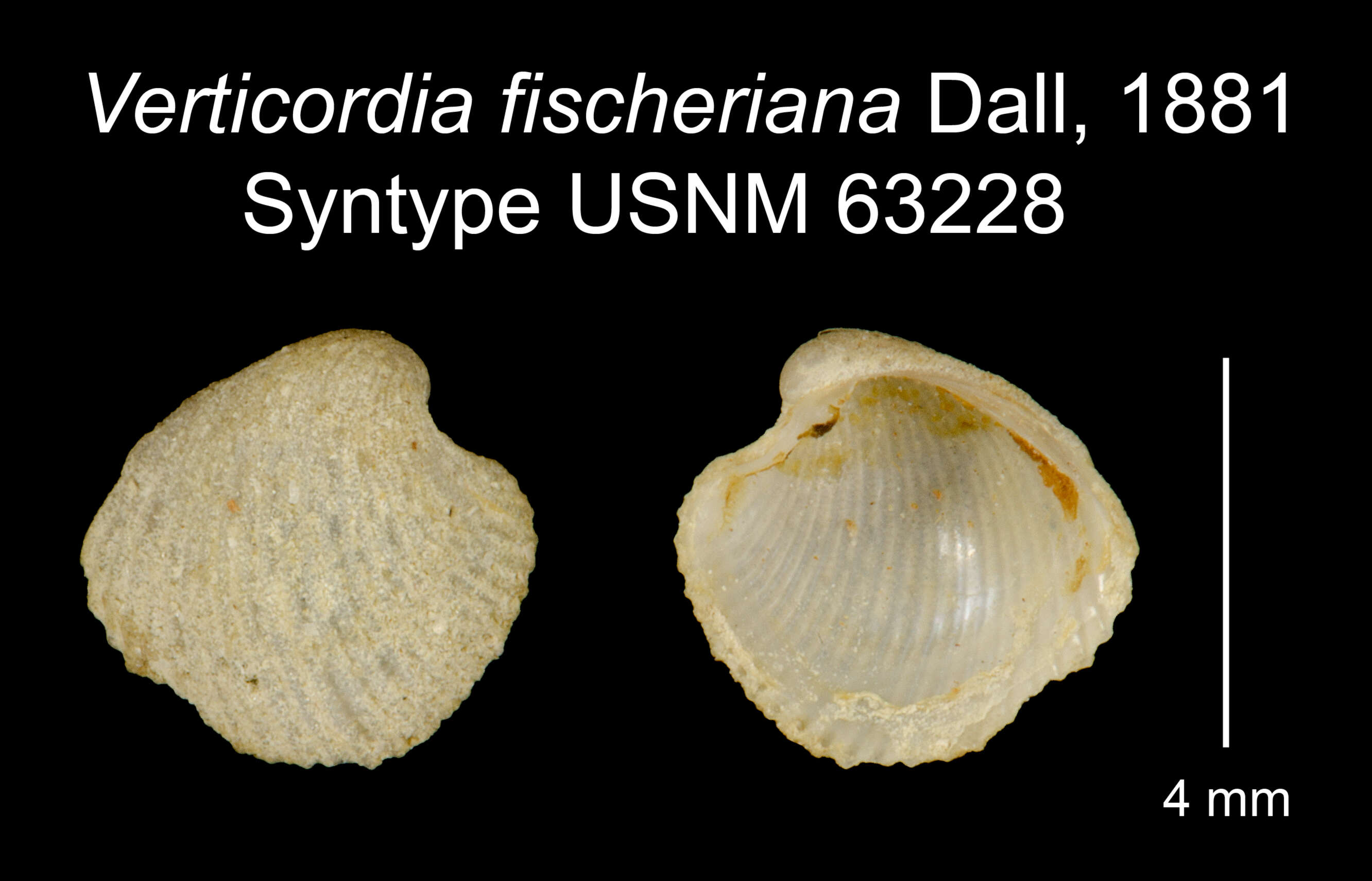 Image of Verticordia fischeriana Dall 1881