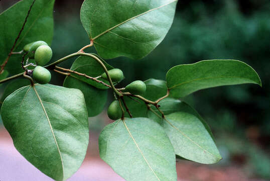 Image of forest snakevine