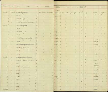 Hylophilus ochraceiceps bulunensis Hartert 1902 resmi