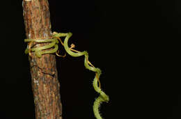 Image of Cissus sulcicaulis (Baker) Planch