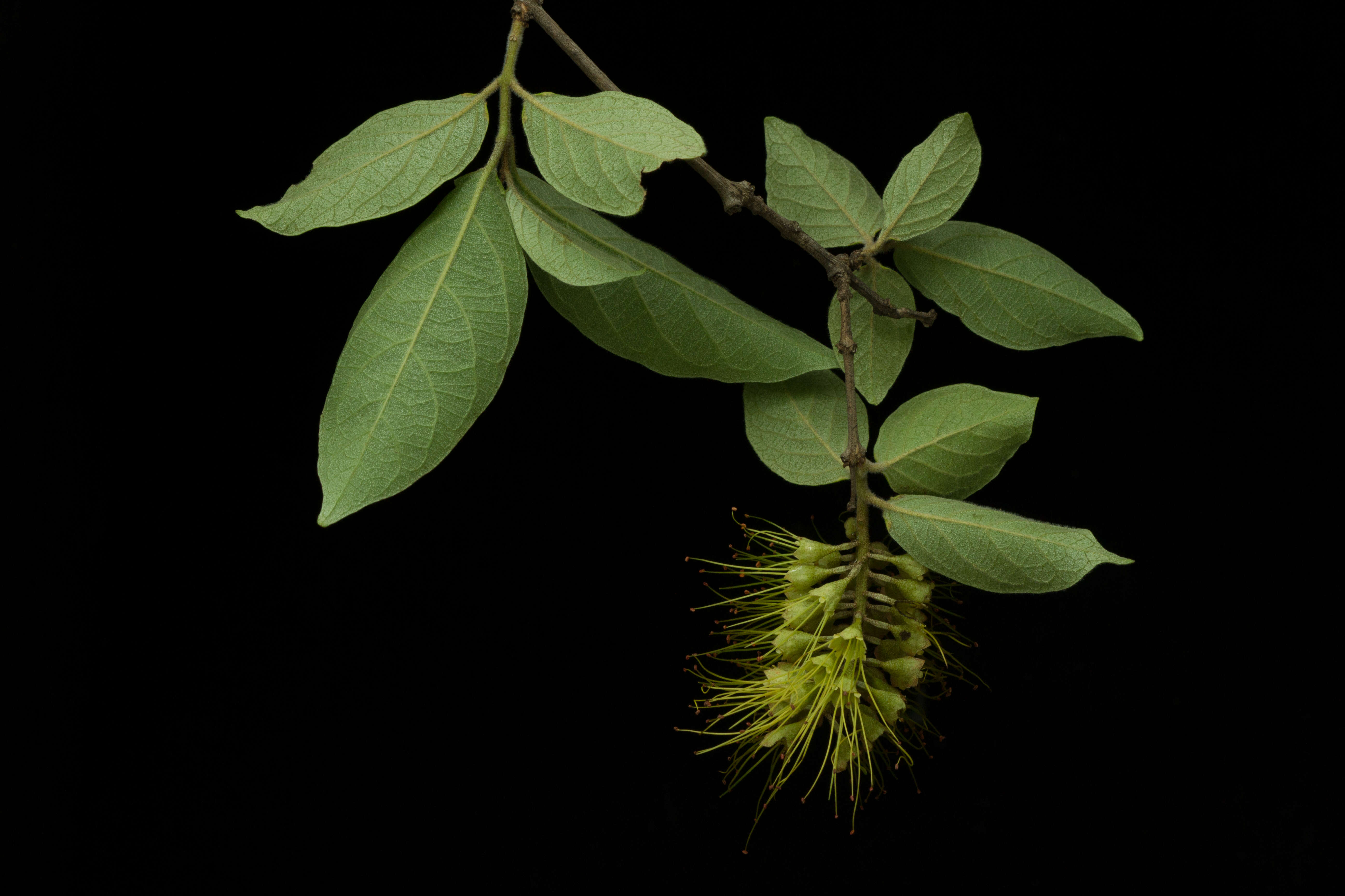 Image of Combretum fruticosum (Loefl.) Stuntz