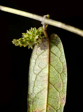 Image of Matelea amazonica G. Morillo