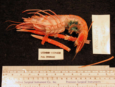 Image of Caribbean lobster