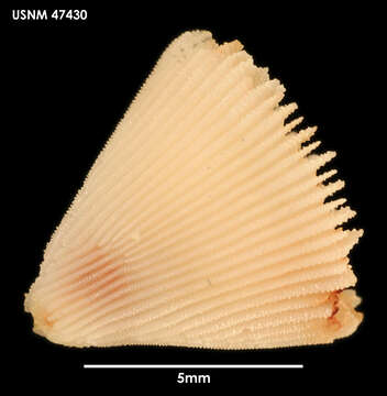 Image of Sphenotrochus (Sphenotrochus) gardineri Squires 1961