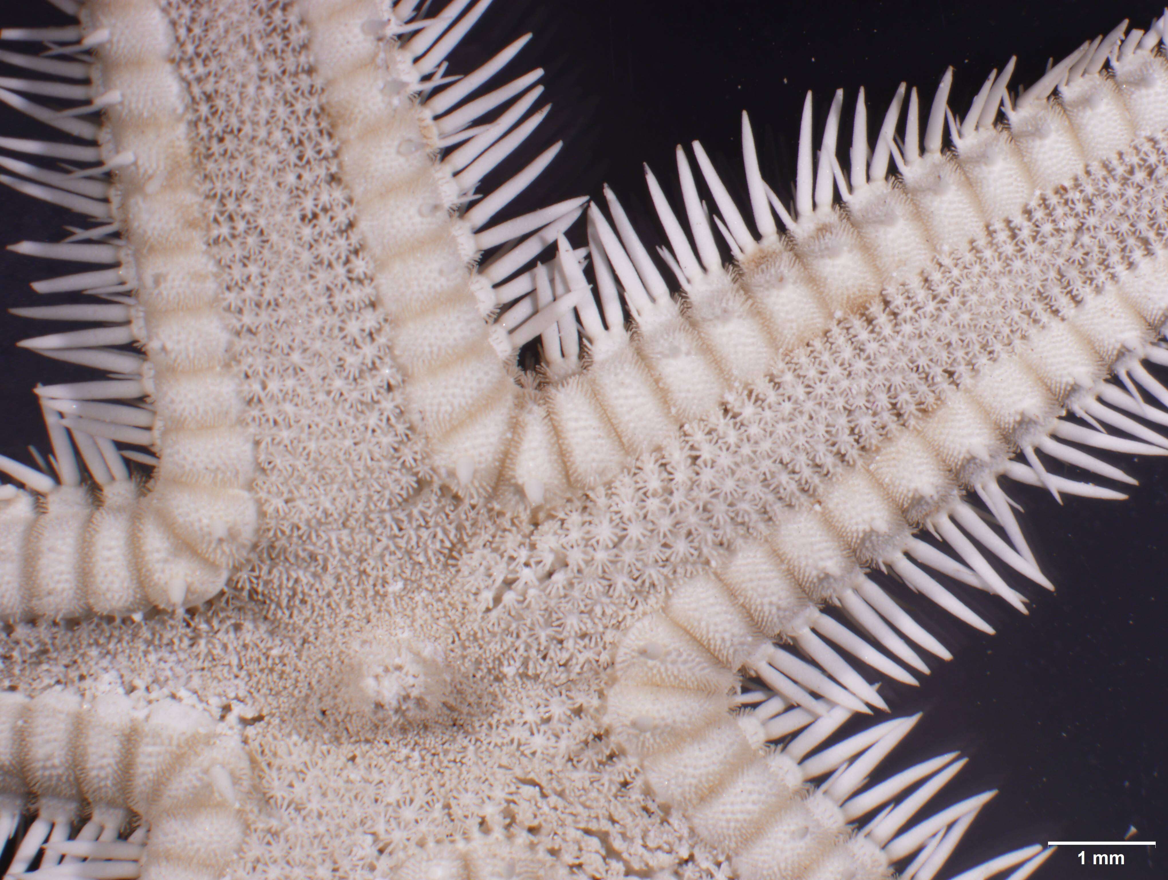 Image of Astropecten antillensis Lütken 1859